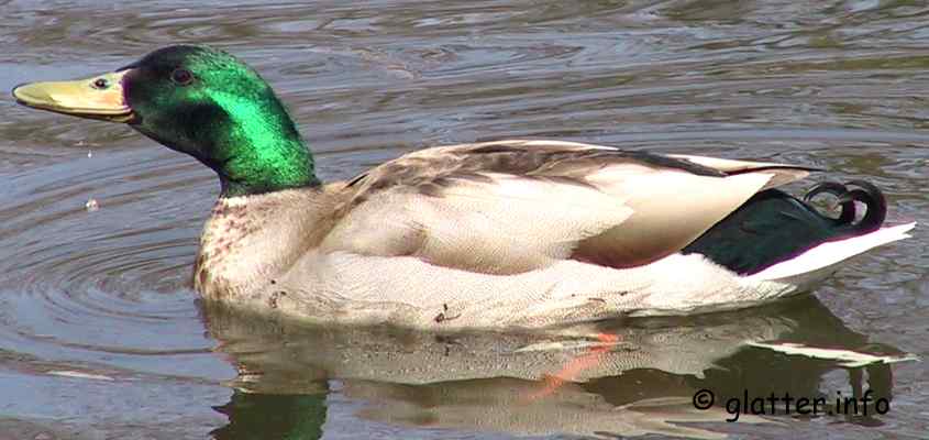 Stockenten Erpel (Anas platyrhynchos)