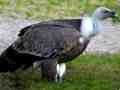 Gänsegeier (Gyps fulvus) 
