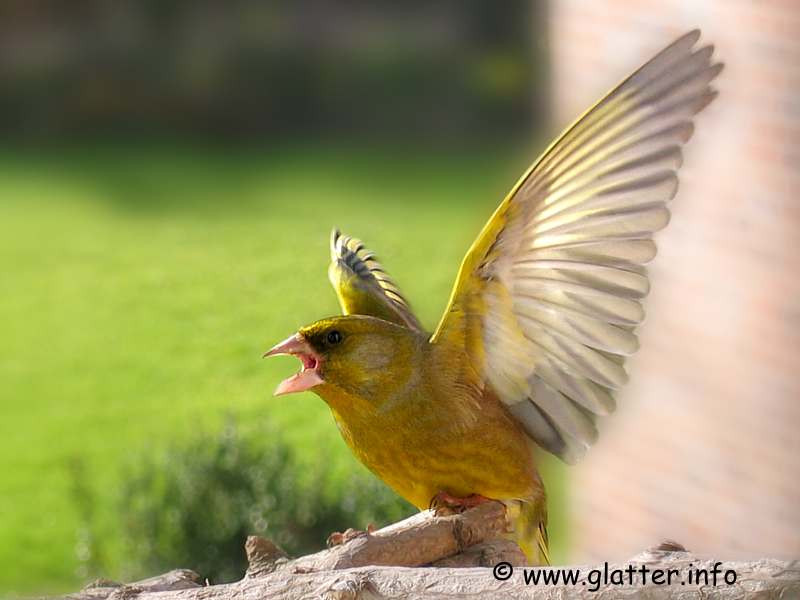 Grünfink (Carduelis chloris)
