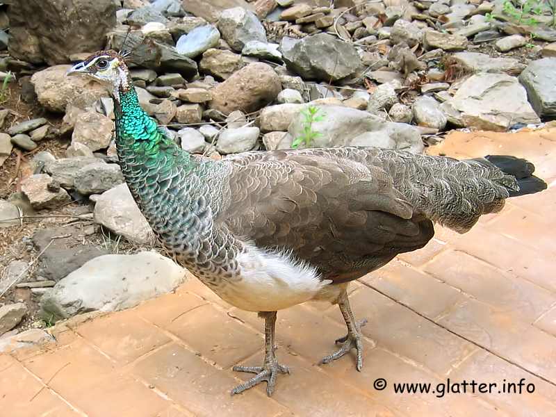 Indische Pfauenhenne