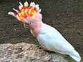 Inka-Kakadu (Cacatua leadbeateri)