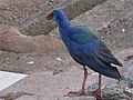 Purpurhuhn (Porphyrio porphyrio) 