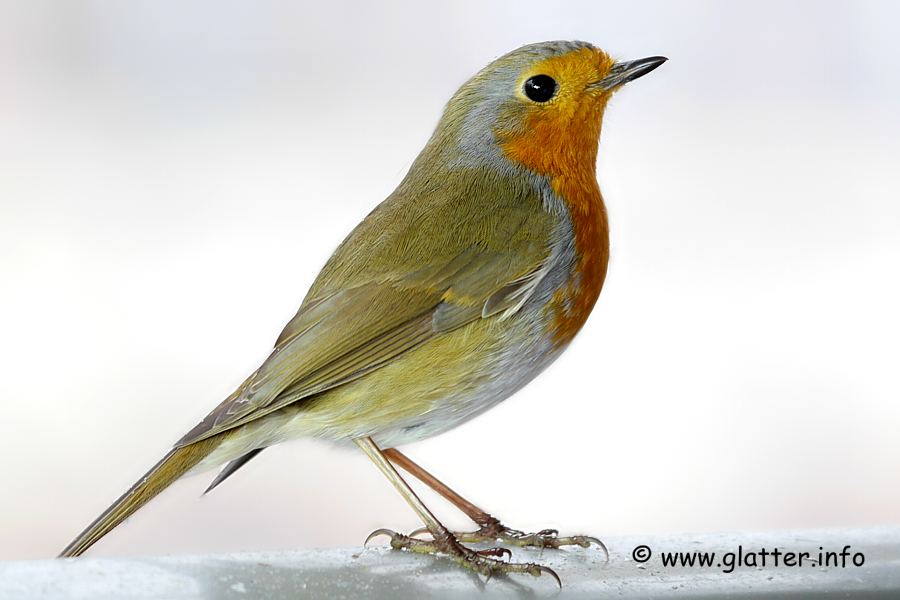 Rotkehlchen (Erithacus rubecula)