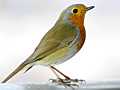 Rotkehlchen (Erithacus rubecula)