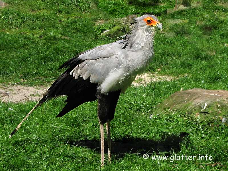 Sekretär (Sagittarius serpentarius)