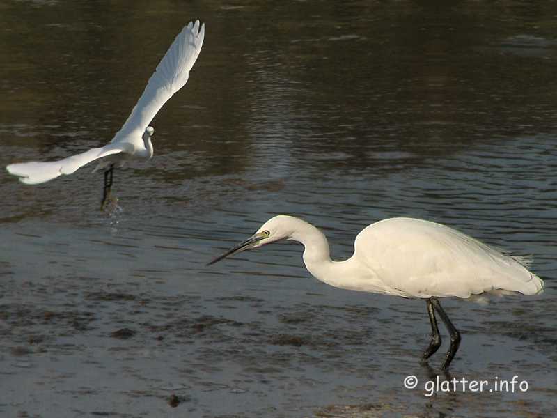 Silberreiher (Casmerodius albus)