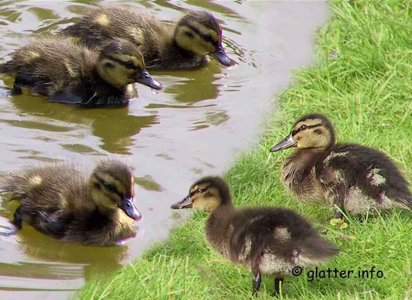 Stockentenküken (Anas platyrhynchos)