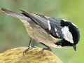 Tannenmeise (Periparus ater)