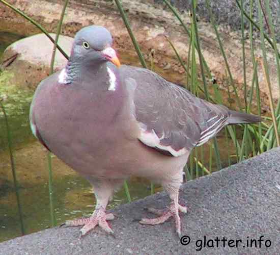 Ringeltaube (Columba palumbus)