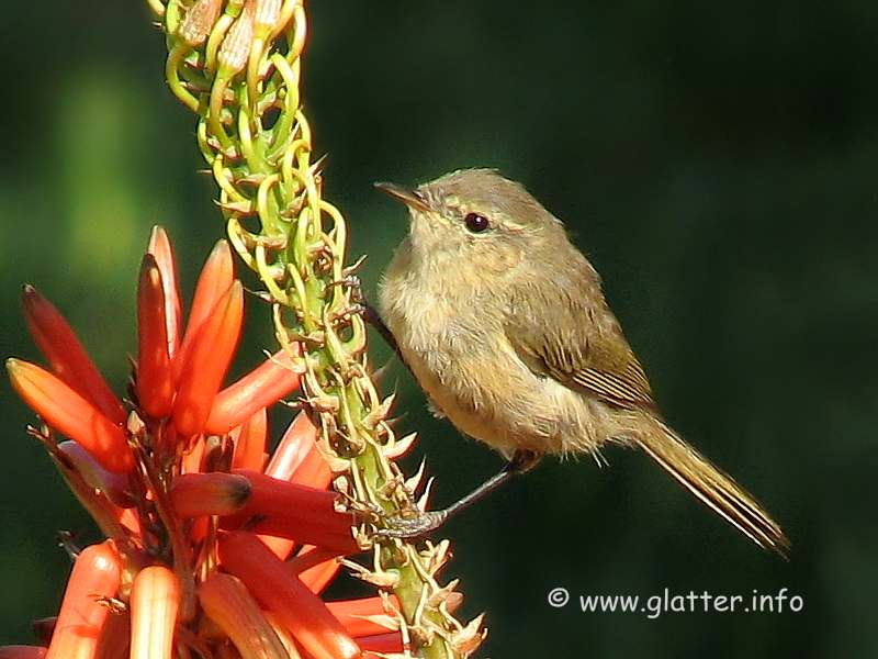  Zilpzalp oder Weidenlaubsänger (Phylloscopus collybita)