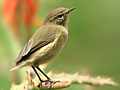 Zilpzalp (Phylloscopus collybita)