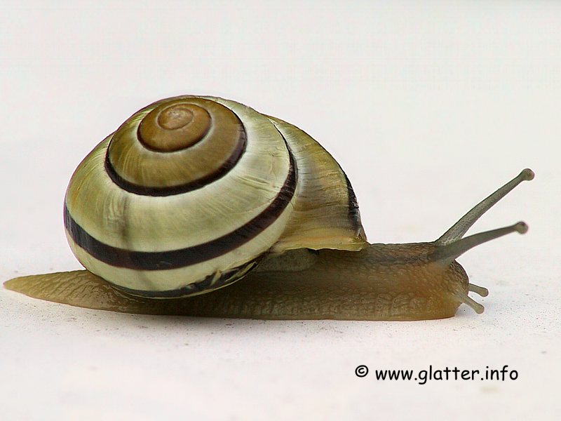 Gartenschnirkelschnecke (Cepaea hortensis)