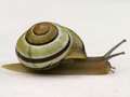 Gartenschnirkelschnecke (Cepaea hortensis)