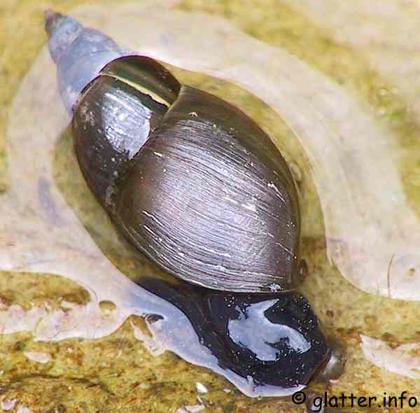 Gemeine Sumpfschnecke (Stagnicola palustris)