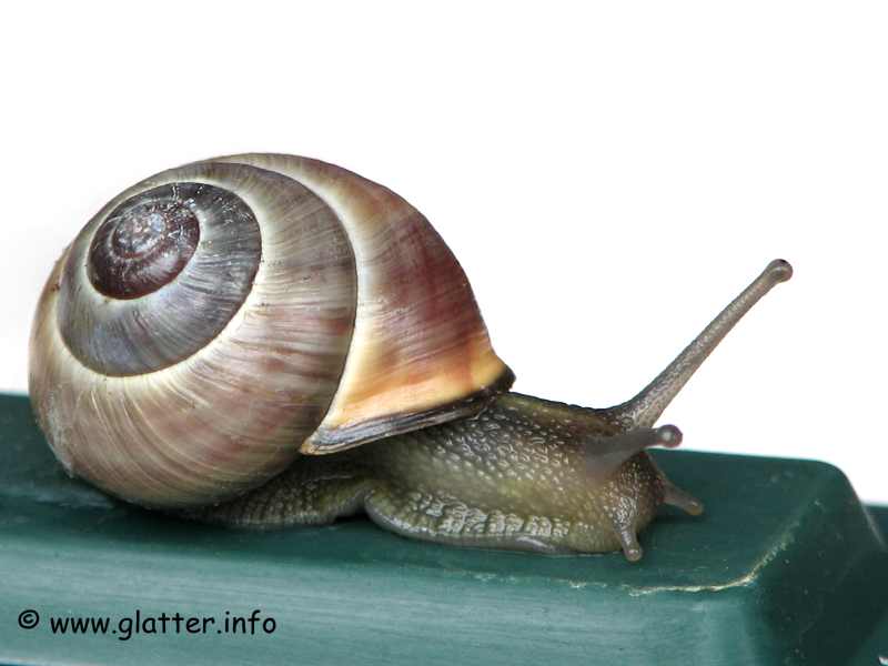 Schwarzmündige Bänderschnecke (Cepaea nemoralis)