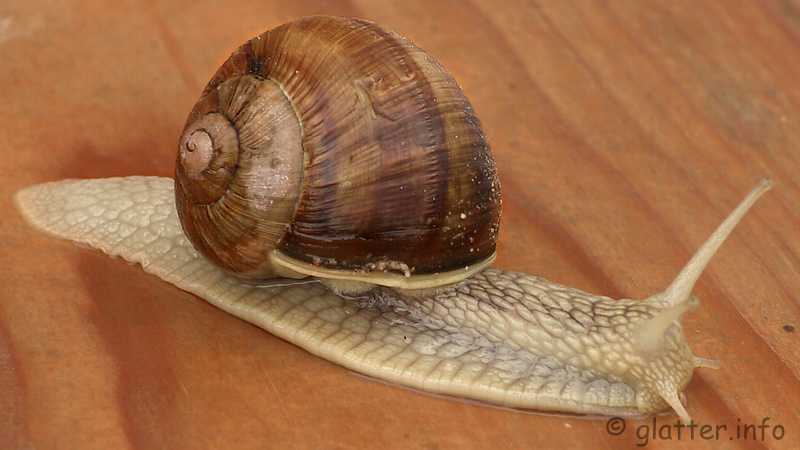 Weinbergschnecke (Helix pomatia) 