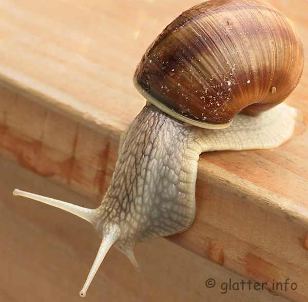 Weinbergschnecke (Helix pomatia) 