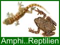 Amphibien Reptilien