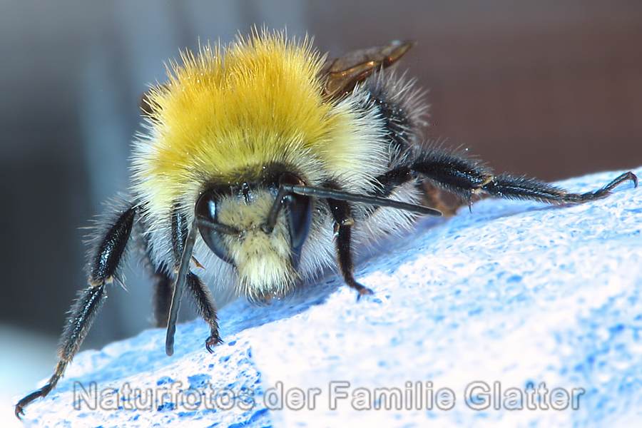Naturfotos