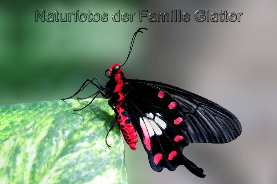 Naturfotos